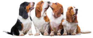 Bassets Looking At Phone Number