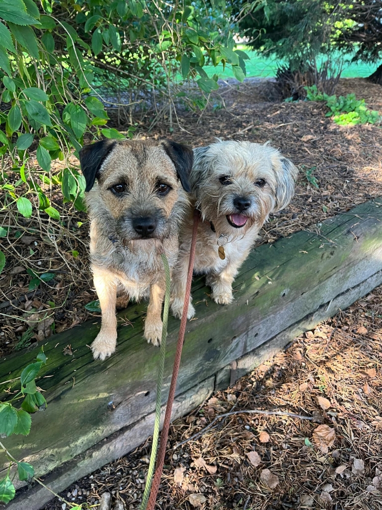 Bridge House Boarding Kennels Day Creche